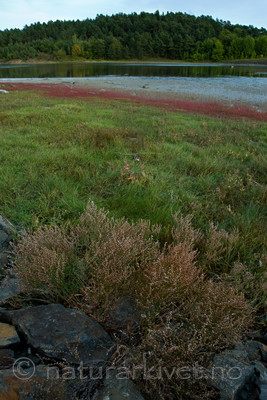 BB 06 0145 / Limonium humile / Strandrisp